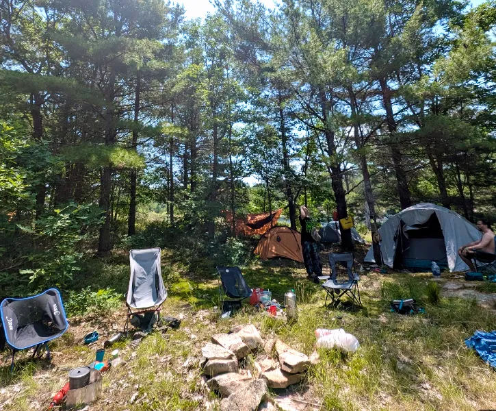 Campsite under pines