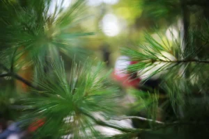 Pine branches