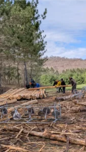 Logs by woods