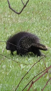 Porcupine walking by doing its thing